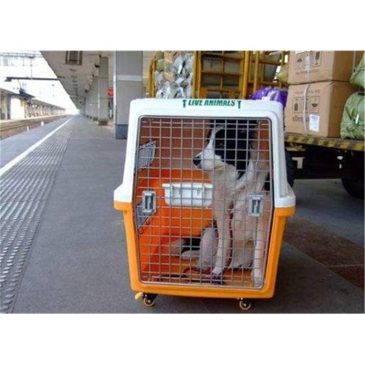 赤峰寵物托運(yùn)服務(wù)電話號(hào)碼是多少-第1張圖片