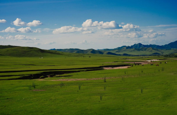 赤峰罕山鹿肉館電話地址查詢-第1張圖片