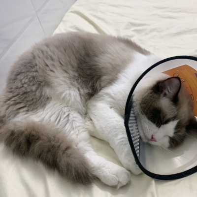 赤峰電子寵物醫(yī)院電話(huà)地址查詢(xún)-第1張圖片