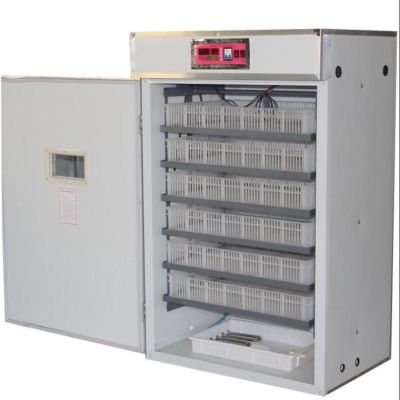 赤峰雞鴨鵝孵化基地電話號(hào)碼-第1張圖片