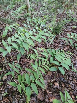 赤峰小董種苗基地電話號碼-第1張圖片