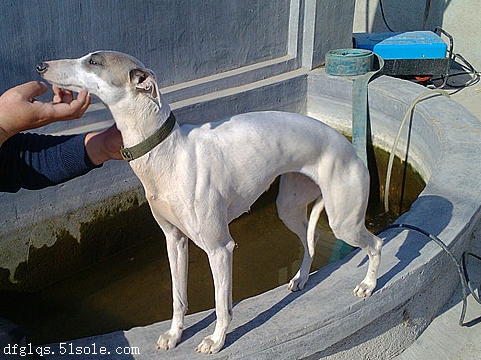 赤峰賣格力犬的地方電話號碼-第1張圖片