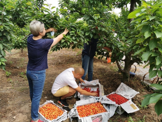 赤峰采摘直播平臺官網(wǎng)電話號碼-第1張圖片