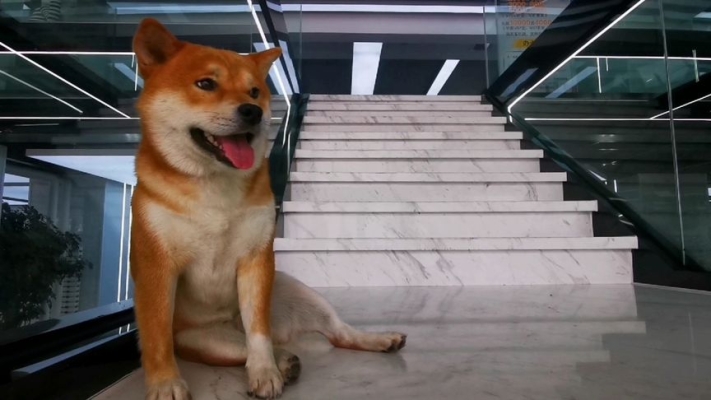 赤峰賣小狗崽電話地址查詢號碼-第1張圖片