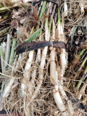 赤峰蘆葦苗供應(yīng)廠家電話號(hào)碼-第1張圖片