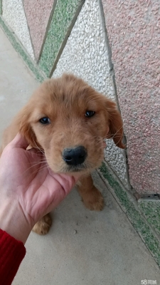 赤峰狗狗幼犬出售電話號(hào)碼是多少-第1張圖片