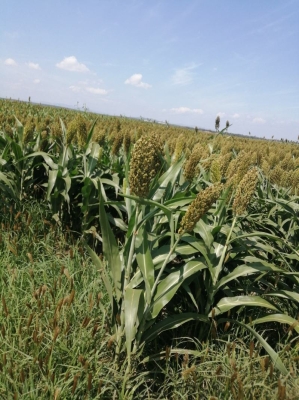 赤峰寧城收大豬老板電話號(hào)碼-第1張圖片