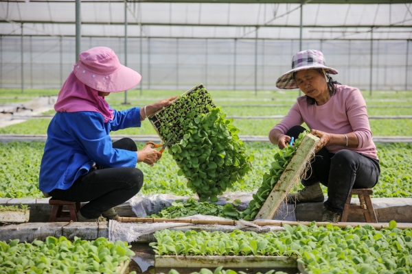 赤峰周邊育苗廠電話(huà)號(hào)碼查詢(xún)-第1張圖片