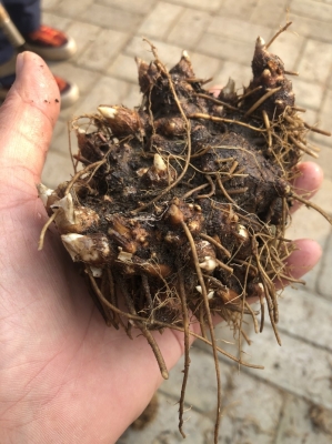 赤峰周邊育苗廠電話多少號(hào)-第1張圖片