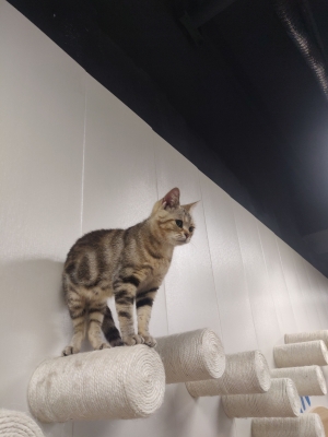 赤峰摩爾城貓舍地址電話號(hào)碼-第1張圖片