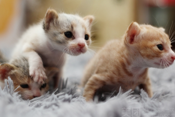 赤峰乖樂(lè)園寵物醫(yī)院電話號(hào)碼-第1張圖片