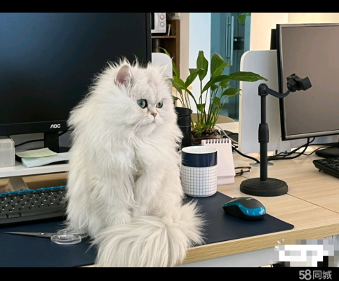 赤峰招聘寵物店店員電話號(hào)碼-第1張圖片