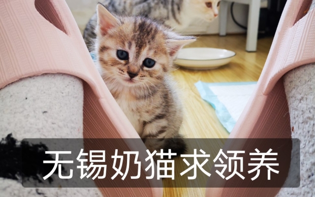 赤峰小奶貓領(lǐng)養(yǎng)中心電話號(hào)碼-第1張圖片