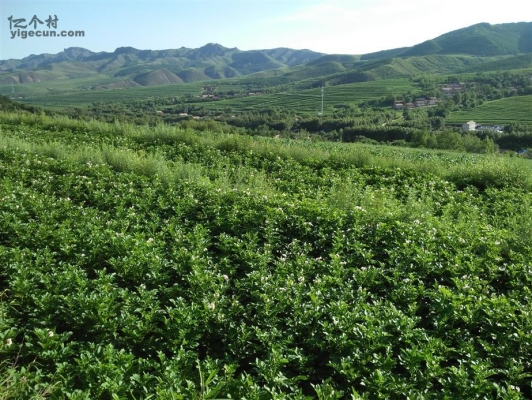 赤峰小牛群電話號碼多少號-第1張圖片