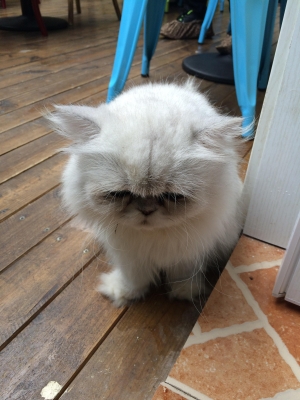 赤峰創(chuàng)業(yè)咖啡電話多少號啊-第1張圖片