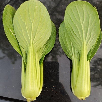 赤峰葉菜批發(fā)電話號(hào)碼-第1張圖片