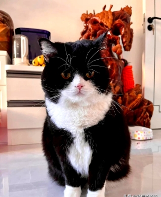 赤峰賣小黑貓的電話號(hào)碼-第1張圖片