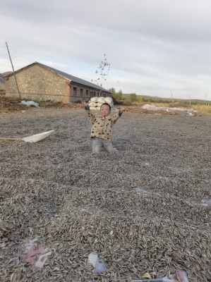 內(nèi)蒙赤峰葵花種植戶電話是多少-第1張圖片