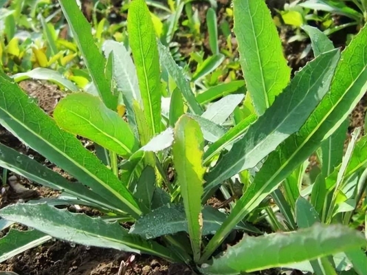 赤峰收購(gòu)曲麻菜電話地址查詢-第1張圖片