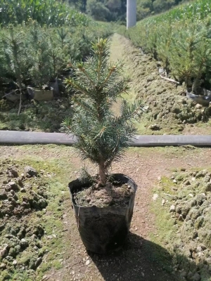 赤峰云杉苗圃地址查詢(xún)電話號(hào)碼-第1張圖片