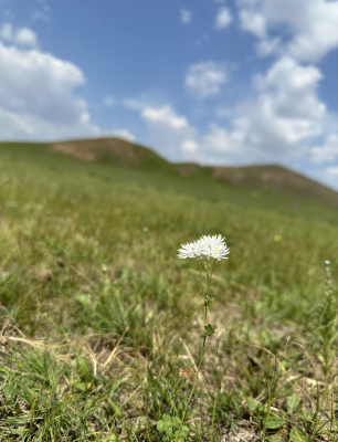 赤峰大勇草業(yè)電話多少啊-第1張圖片