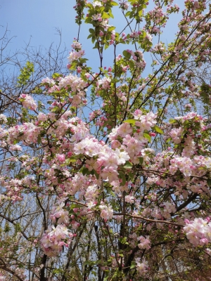 赤峰南大寺熏雞店電話號碼-第1張圖片