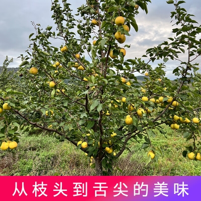 赤峰市采摘園-第1張圖片