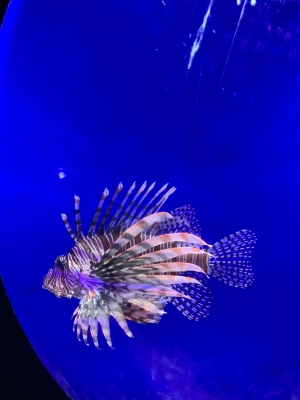 大白鯨公園表演時(shí)間-第1張圖片