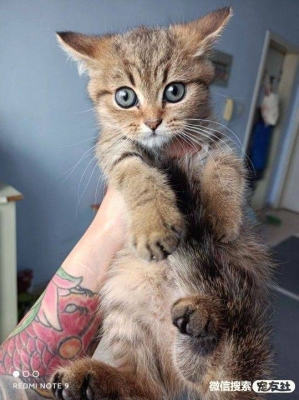 赤峰萬(wàn)悅城寵物領(lǐng)養(yǎng)電話號(hào)碼-第1張圖片