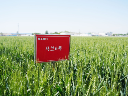 赤峰大地種業(yè)聯(lián)系電話號(hào)碼-第1張圖片