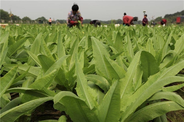 赤峰龍鳳果采摘基地電話號(hào)碼-第1張圖片
