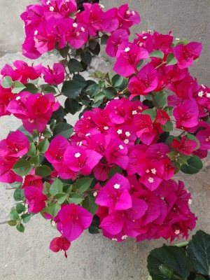 赤峰工農(nóng)新村社區(qū)電話號(hào)碼是多少-第1張圖片