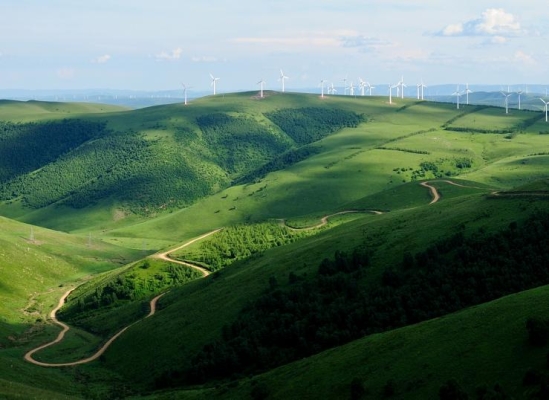赤峰青蘿卜收購電話是多少號-第1張圖片