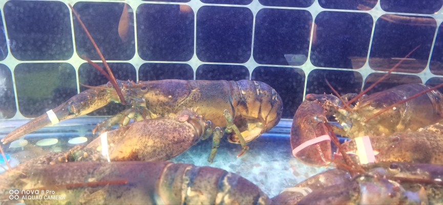 赤峰市最好的海鮮飯店-第1張圖片