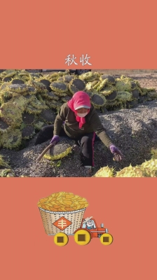 赤峰瓜子曬盤廠家電話號(hào)碼-第1張圖片