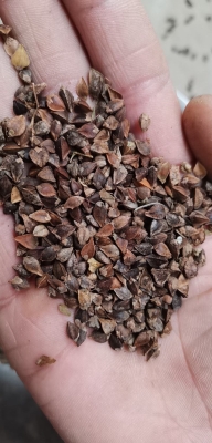 赤峰新蕎麥今日價(jià)格-第1張圖片