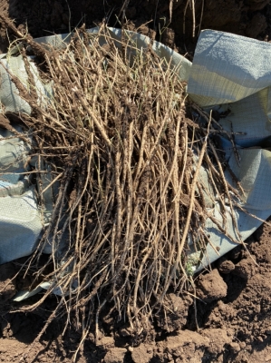 赤峰市黃芪收購(gòu)電話地址查詢-第1張圖片