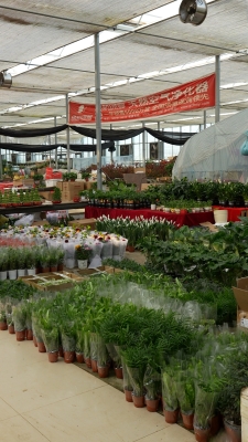 赤峰市區(qū)哪里有賣(mài)花的-第1張圖片