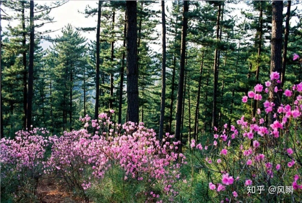 赤峰到白音花客車電話號(hào)碼-第1張圖片