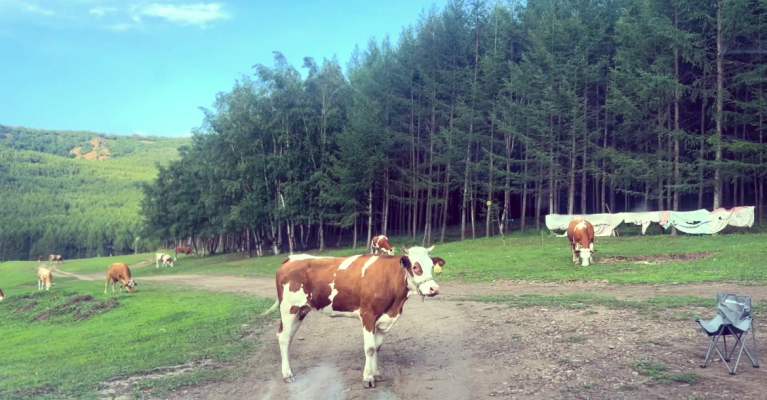 赤峰到唐山客車電話號(hào)碼是多少-第1張圖片