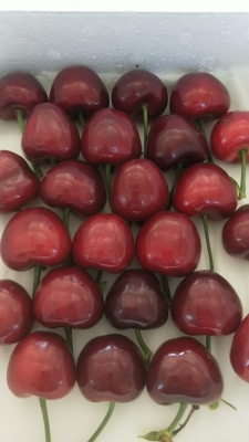 赤峰水果櫻桃種植基地電話號(hào)碼-第1張圖片