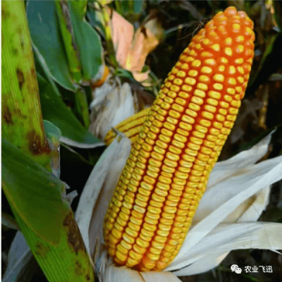 赤峰收購皂角電話號碼多少-第1張圖片