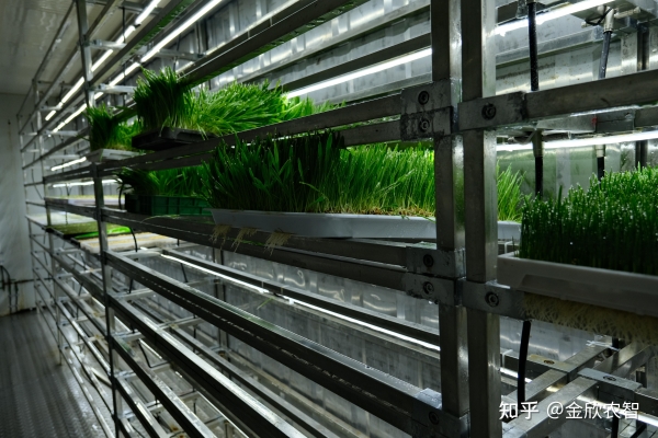 赤峰水培牧草工廠地址電話號(hào)碼-第1張圖片