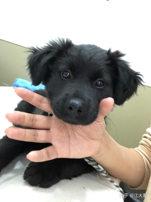 赤峰周邊狗狗領(lǐng)養(yǎng)電話號(hào)碼查詢-第1張圖片