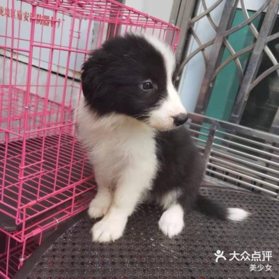 赤峰哇塞寵物店電話地址查詢-第1張圖片