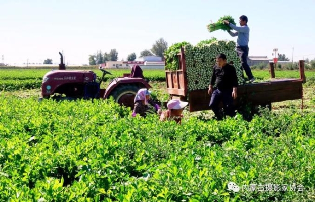 赤峰賣活大鵝電話地址查詢-第1張圖片