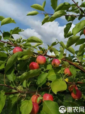 赤峰陳糧批發(fā)電話地址查詢-第1張圖片