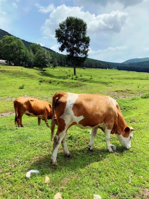 赤峰浩森采摘園電話地址查詢-第1張圖片