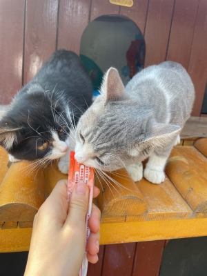 赤峰貓舍-第1張圖片