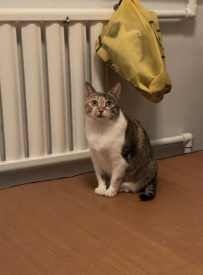 赤峰橘貓咖啡館電話號(hào)碼-第1張圖片